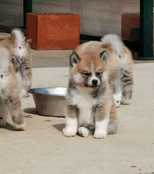 Japanska Akita Inu štenci - rezervacija - Smederevo