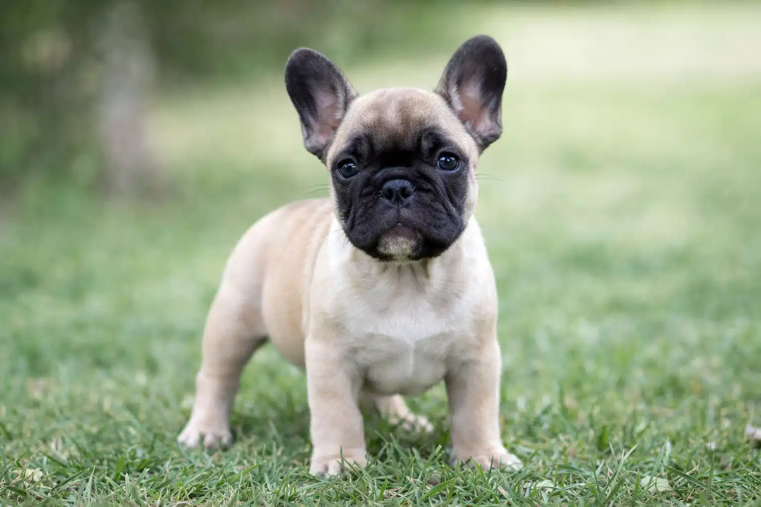 Francuski buldog štenci