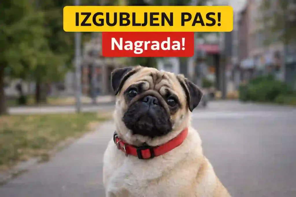 Izgubljen mops u Novom Pazaru